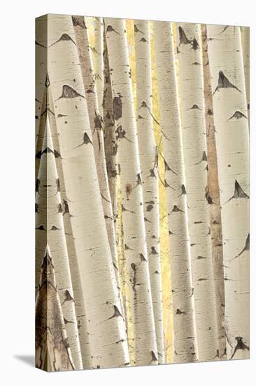 Aspen Trees, White River National Forest Colorado, USA-Charles Gurche-Premier Image Canvas