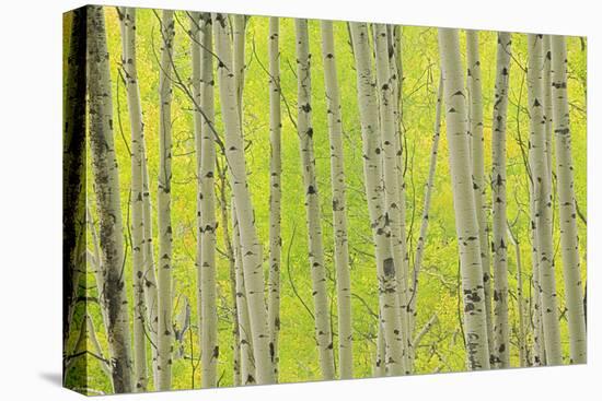 Aspen Trees, White River National Forest Colorado, USA-Charles Gurche-Premier Image Canvas