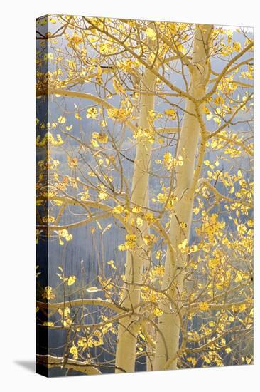 Aspen Trees, White River National Forest Colorado, USA-Charles Gurche-Premier Image Canvas