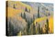 Aspen Trees, White River National Forest Colorado, USA-Charles Gurche-Premier Image Canvas