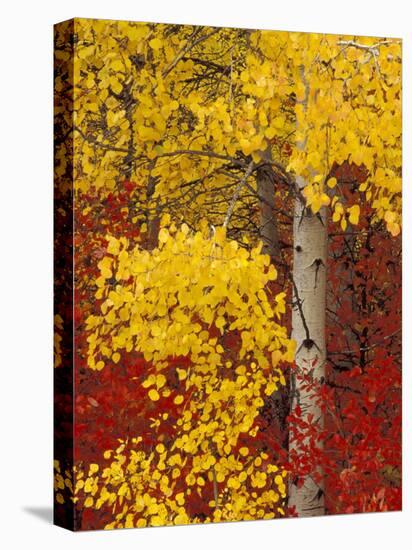 Aspen Trees with Golden Leaves, Wenatchee National Forest, Washington, USA-Jamie & Judy Wild-Premier Image Canvas
