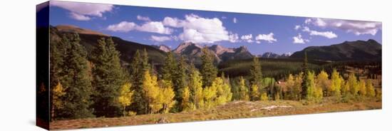 Aspen Trees with Mountains in the Background, Colorado, USA-null-Premier Image Canvas