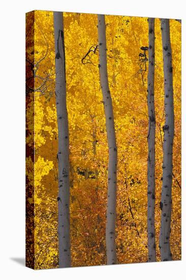 Aspen Trees-DLILLC-Premier Image Canvas