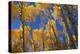 Aspen Trees-DLILLC-Premier Image Canvas