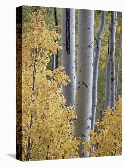 Aspen Trunks Behind Yellow Maple Leaves in the Fall, White River National Forest, Colorado, Usa-James Hager-Premier Image Canvas