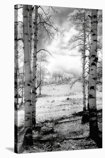 Aspen Vista-Scott Peck-Stretched Canvas