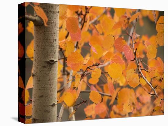 Aspen, with Stunning Red Autumn Foliage-null-Premier Image Canvas