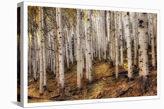 Aspen Woods-David Drost-Premier Image Canvas