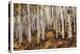 Aspen Woods-David Drost-Premier Image Canvas