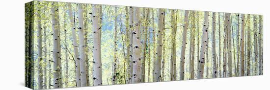 Aspen-Shelley Lake-Premier Image Canvas