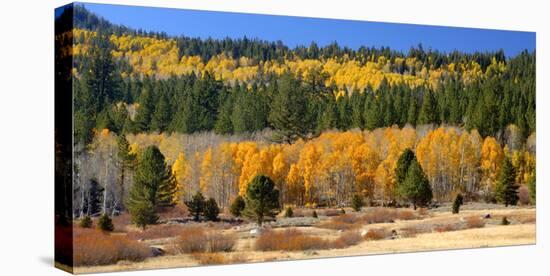 Aspens and Evergreens Brighten a Fall Day in Hope Valley, California-John Alves-Premier Image Canvas