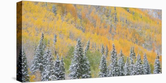 Aspens and Evergreens-Dan Ballard-Stretched Canvas