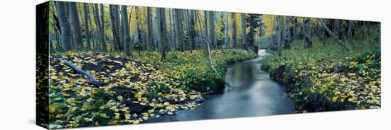 Aspens and Stream in Uncompahgre National Forest, Ridgeway, Colorado-null-Stretched Canvas