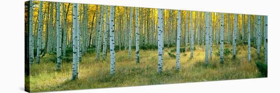 Aspens, Ashley-Alain Thomas-Stretched Canvas