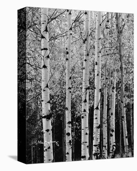 Aspens in Autumn II-Alan Majchrowicz-Stretched Canvas