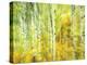 Aspens in Fall, Kebler Pass, Colorado, USA-Darrell Gulin-Premier Image Canvas