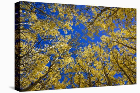 Aspens in Fall (Populus Tremuloides), Grand Tetons National Park, Wyoming, United States of America-Gary Cook-Premier Image Canvas