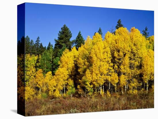 Aspens in Fall, Rocky Mountain National Park, Colorado, USA-Bernard Friel-Premier Image Canvas