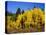 Aspens in Fall, Rocky Mountain National Park, Colorado, USA-Bernard Friel-Premier Image Canvas