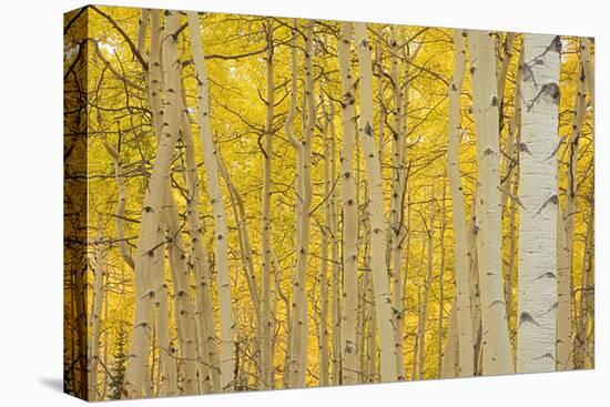 Aspens in Gunnison National Forest Colorado, USA-Charles Gurche-Premier Image Canvas