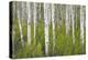 Aspens in Gunnison National Forest Colorado, USA-Charles Gurche-Premier Image Canvas