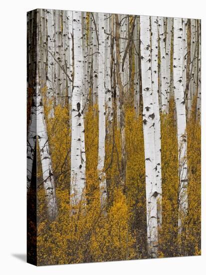 Aspens in Gunnison National Forest Colorado, USA-Charles Gurche-Premier Image Canvas