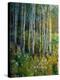 Aspens in Spring-Patrick-Stretched Canvas