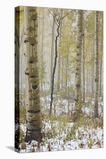 Aspens in the Fall in Fog, Grand Mesa National Forest, Colorado-James Hager-Premier Image Canvas