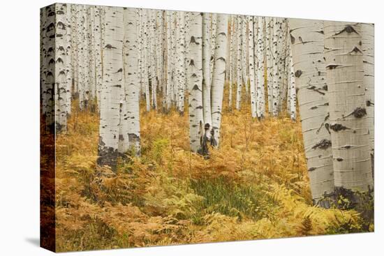 Aspens in White River National Forest Colorado, USA-Charles Gurche-Premier Image Canvas