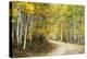 Aspens Lining Kebler Pass Road-Darrell Gulin-Premier Image Canvas