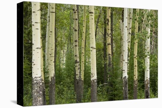 Aspens, Muleshoe, Banff National Park, Alberta, Canada-Michel Hersen-Premier Image Canvas