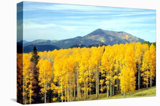 Aspens of Autumn I-Douglas Taylor-Premier Image Canvas