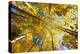 Aspens on the Canon Brook Trail-Michael Hudson-Stretched Canvas