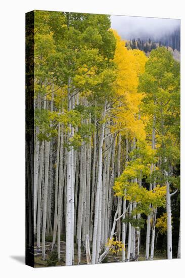 Aspens (Populus Tremuloides), Autumn, Sevier Plateau, Utah, USA-Scott T^ Smith-Premier Image Canvas