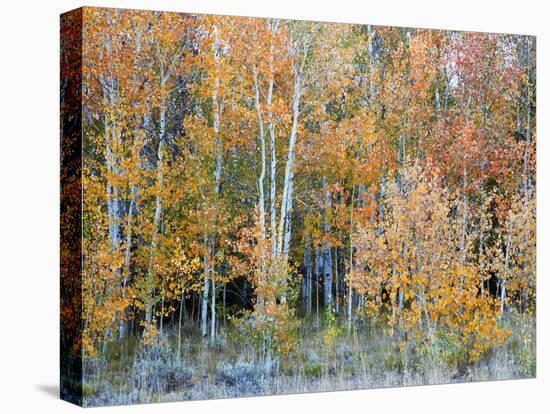 Aspens, Sawtooth National Recreation Area, Idaho, USA-Jamie & Judy Wild-Premier Image Canvas