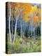 Aspens, Sawtooth National Recreation Area, Idaho, USA-Jamie & Judy Wild-Premier Image Canvas