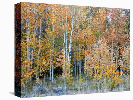 Aspens, Sawtooth National Recreation Area, Idaho, USA-Jamie & Judy Wild-Premier Image Canvas