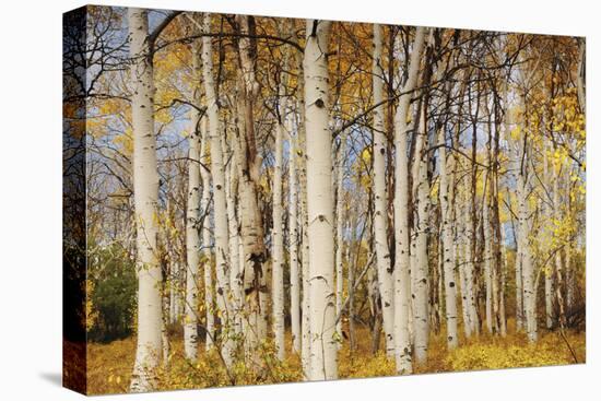 Aspens with autumn foliage, Kaibab National Forest, Arizona, USA-Michel Hersen-Premier Image Canvas