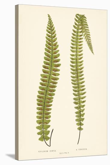 Asplenium Dentex and Formosum-Edward Joseph Lowe-Stretched Canvas