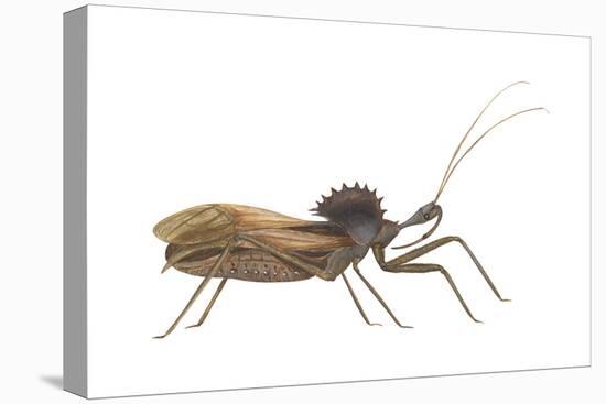 Assassin Bug (Wheel Bug) (Arilus Cristatus), Insects-Encyclopaedia Britannica-Stretched Canvas