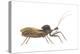 Assassin Bug (Wheel Bug) (Arilus Cristatus), Insects-Encyclopaedia Britannica-Stretched Canvas