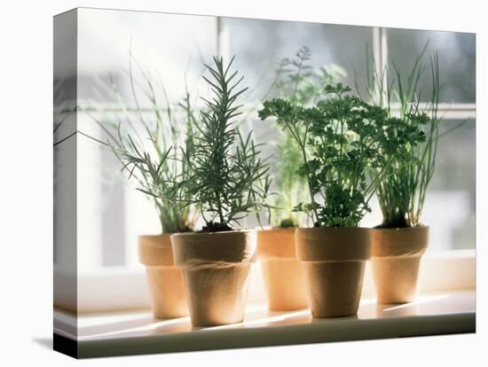 Assorted Herbs Growing in Clay Pots; Window Sill-Eising Studio - Food Photo and Video-Premier Image Canvas