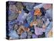 Assorted Minerals of the World-Walter Geiersperger-Premier Image Canvas