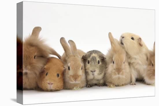 Assorted Sandy Rabbits and Guinea Pigs-Mark Taylor-Premier Image Canvas