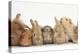 Assorted Sandy Rabbits and Guinea Pigs-Mark Taylor-Premier Image Canvas