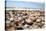 Assortment of Sea Shells-Chris Martin-Bahr-Premier Image Canvas