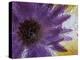 Aster Encased in Ice, Issaquah, Washington, USA,-Darrell Gulin-Premier Image Canvas