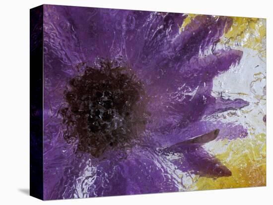 Aster Encased in Ice, Issaquah, Washington, USA,-Darrell Gulin-Premier Image Canvas