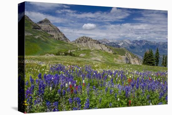 Aster, Lupine, Bistort, Indian Paintbrush, Mt Timpanogos, Utah-Howie Garber-Premier Image Canvas