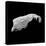 Asteroid 243 Ida-Stocktrek Images-Premier Image Canvas